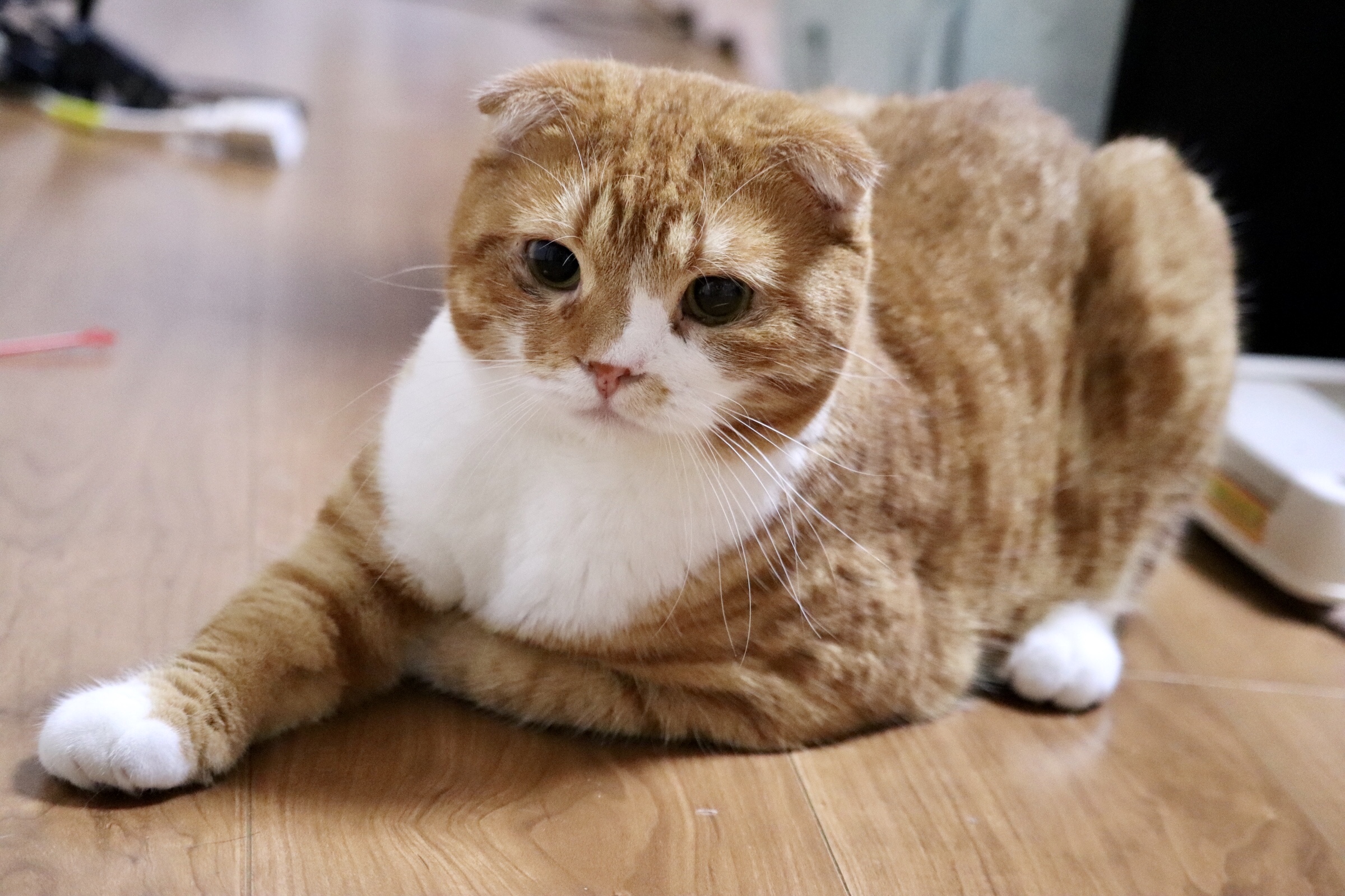 テスト（Hタグ）